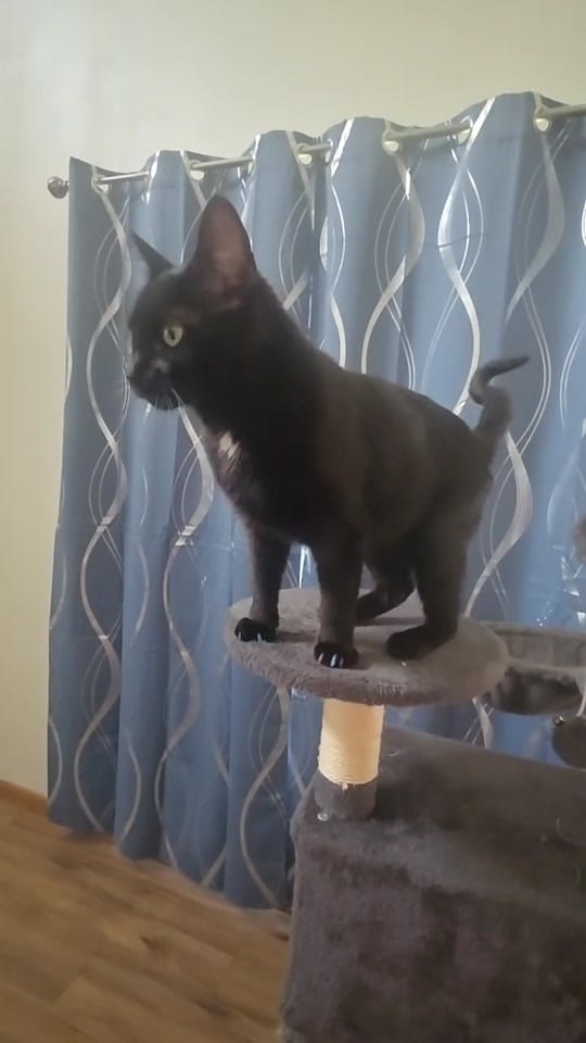 Post 1 by Iowa Barndo Bunch on TikTok (video)
