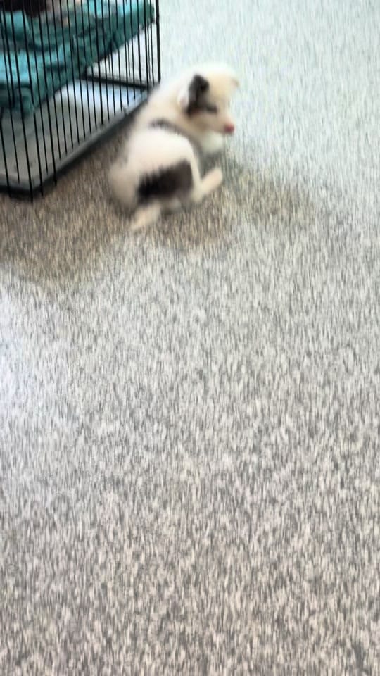 Post 4 by The LOVE Pet Project on TikTok (video)