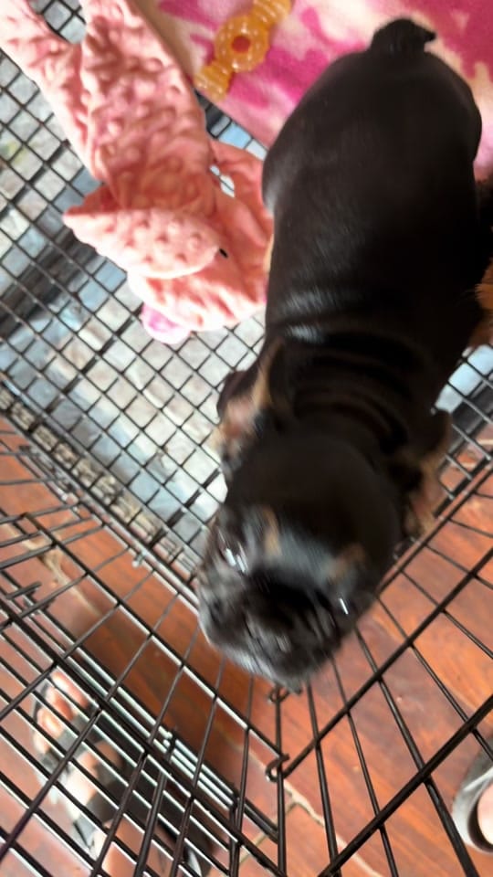 Post 3 by The LOVE Pet Project on TikTok (video)
