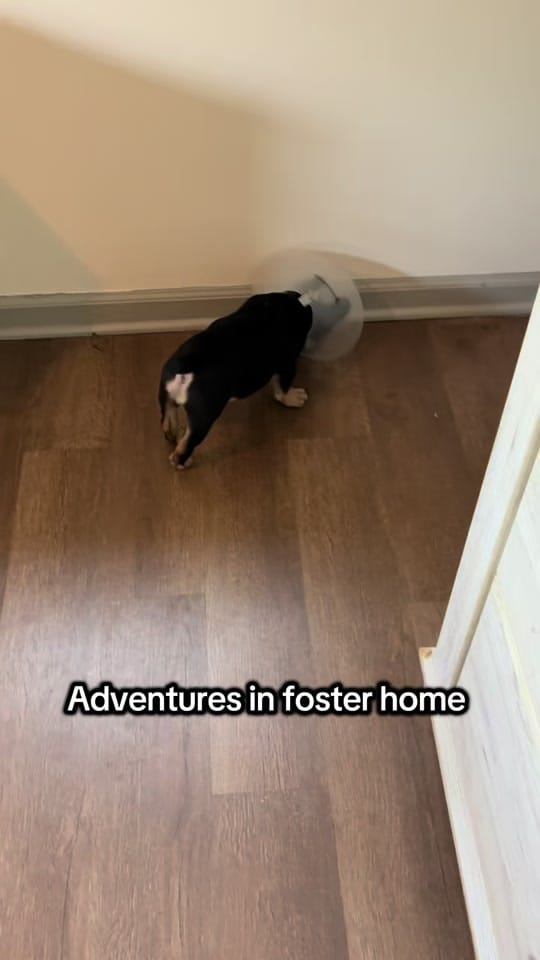 Post 1 by The LOVE Pet Project on TikTok (video)