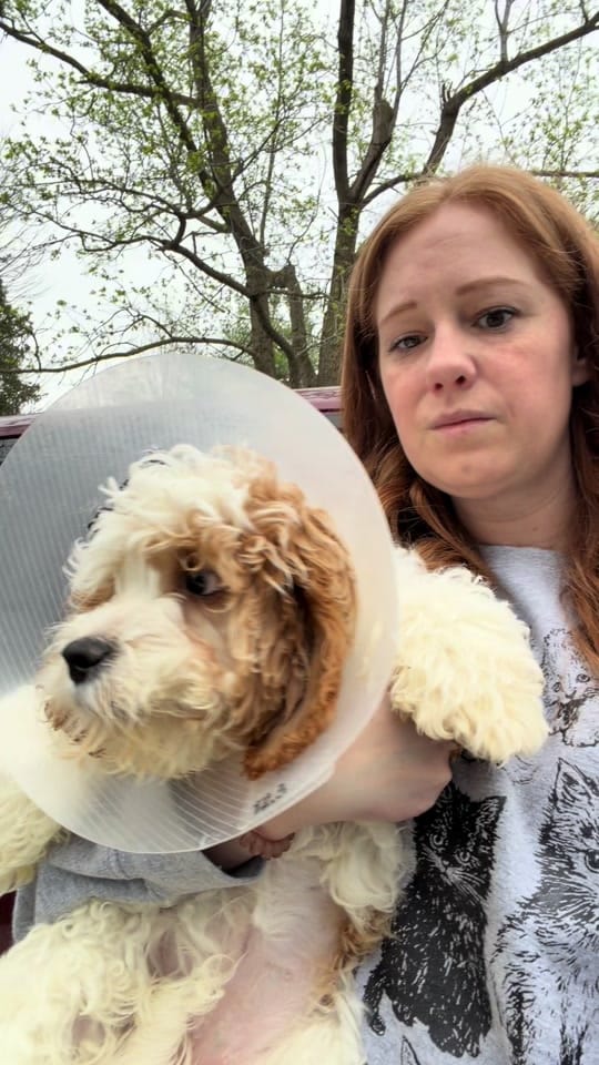 Post 2 by The LOVE Pet Project on TikTok (video)