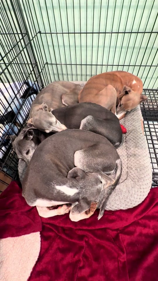 Post 6 by The LOVE Pet Project on TikTok (video)