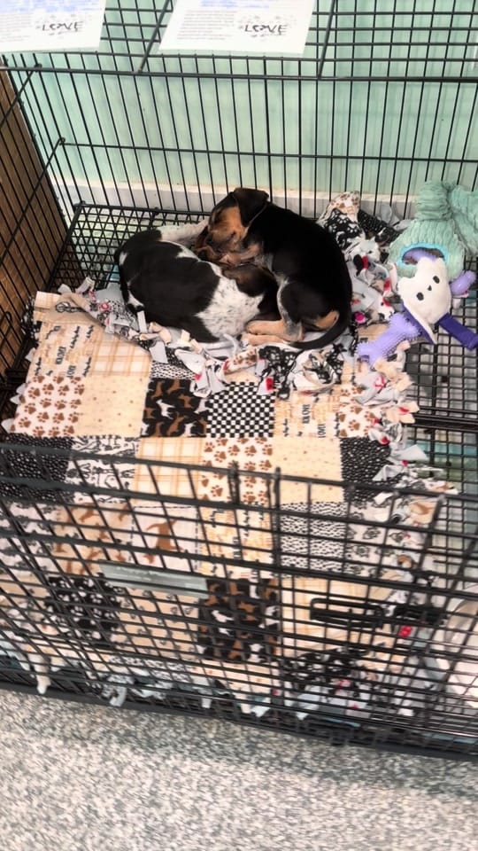 Post 7 by The LOVE Pet Project on TikTok (video)