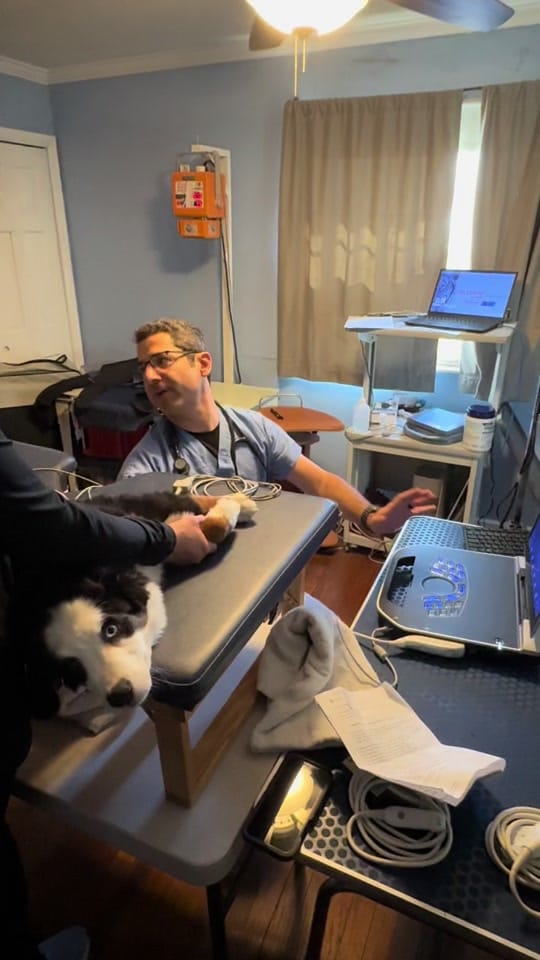 Post 10 by The LOVE Pet Project on TikTok (video)