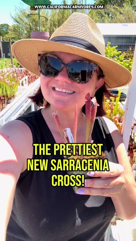 Post 7 by California Carnivores on TikTok (video)