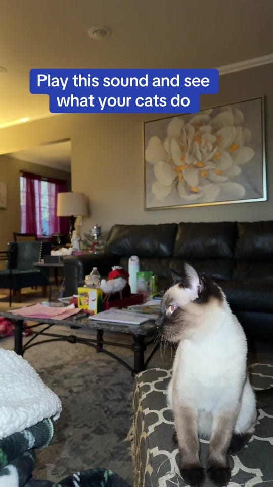 Post 7 by Kristen knows on TikTok (video)