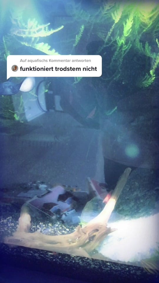 Post 9 by • | T | B | • on TikTok (video)