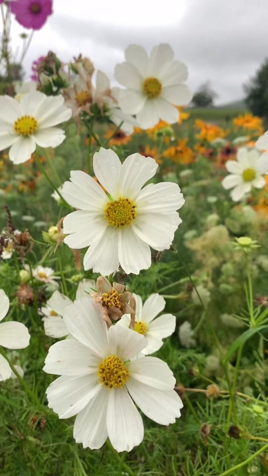 Post 2 by • | T | B | • on TikTok (video)