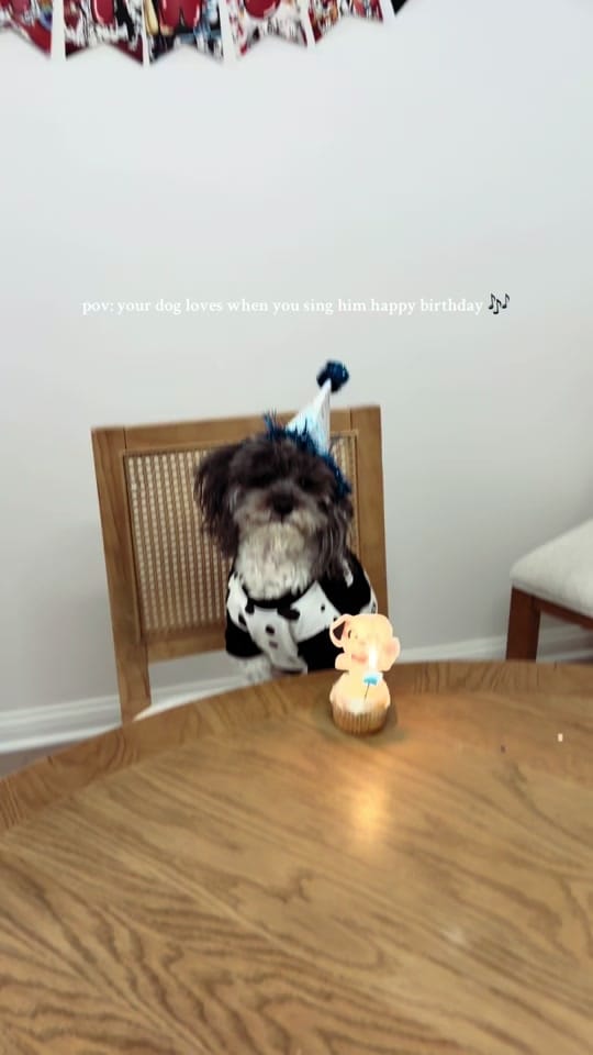 Post 3 by Olivia Marino on TikTok (video)
