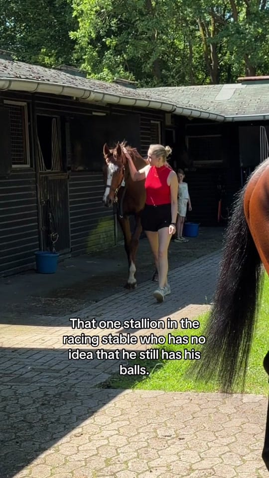 Post 9 by Laura | German Horseracing on TikTok (video)