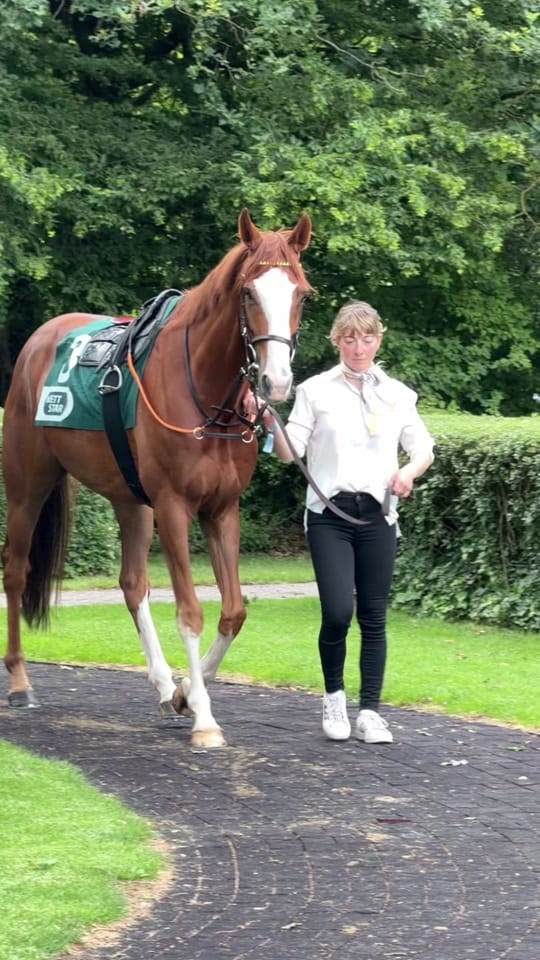 Post 4 by Laura | German Horseracing on TikTok (video)