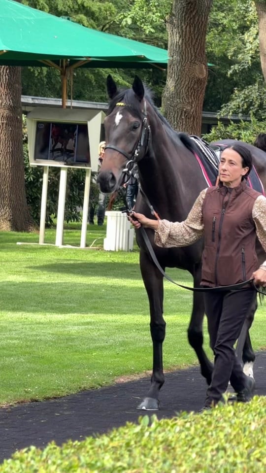 Post 7 by Laura | German Horseracing on TikTok (video)