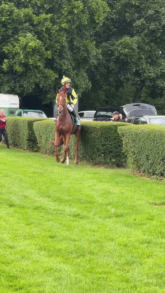 Post 5 by Laura | German Horseracing on TikTok (video)
