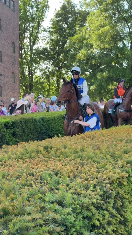 Post 8 by Laura | German Horseracing on TikTok (video)