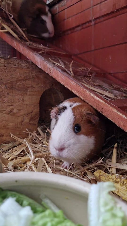 Post 2 by strikt_drache 1146 on TikTok (video)