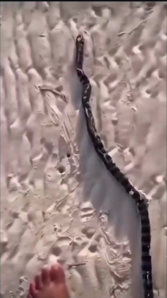 Post 1 by chihmantattoo on TikTok (video)