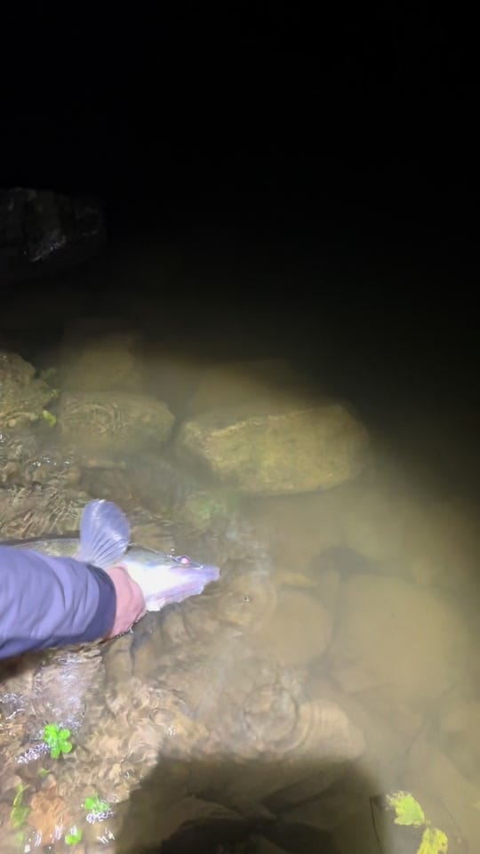 Post 3 by FRANZ-FISHING VIDEO🎥 on TikTok (video)