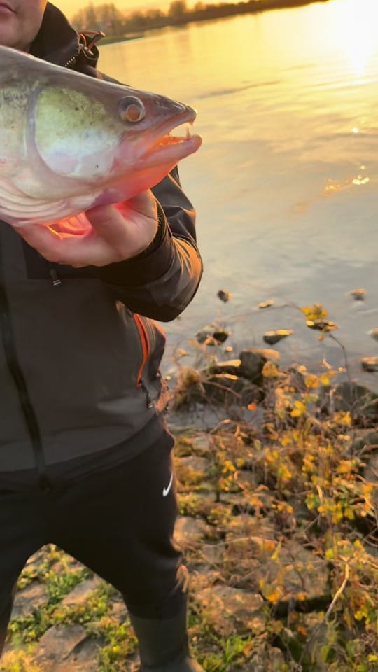 Post 5 by FRANZ-FISHING VIDEO🎥 on TikTok (video)