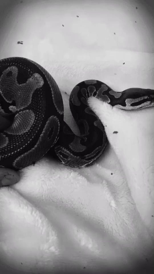 Post 4 by Daniel Zeller on TikTok (video)