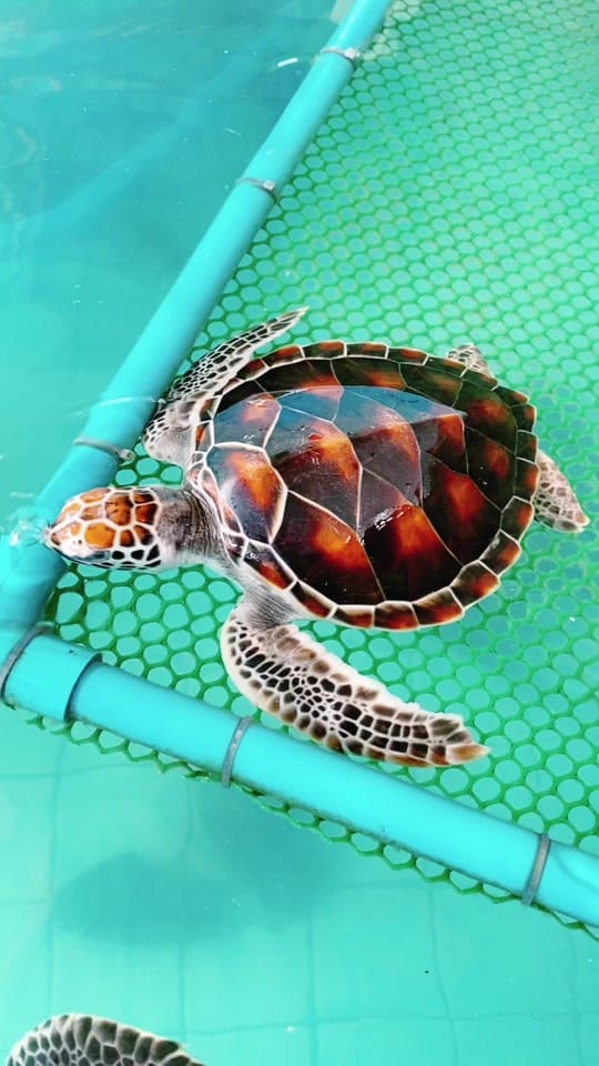 Post 1 by Daniel Zeller on TikTok (video)