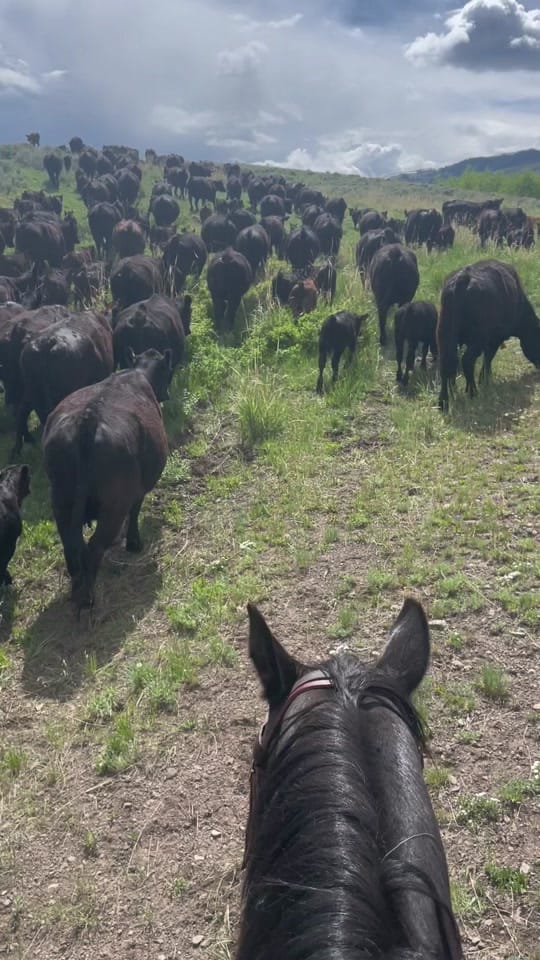 Post 5 by Sarah Hubbard on TikTok (video)