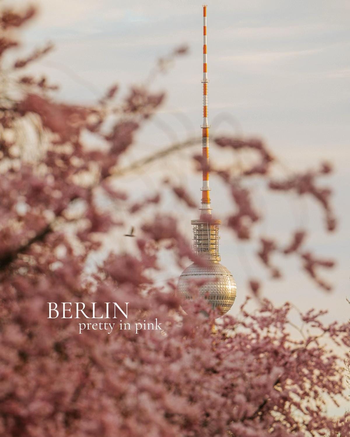 Post 3 by ZERLETTI | Berlin on TikTok (video)