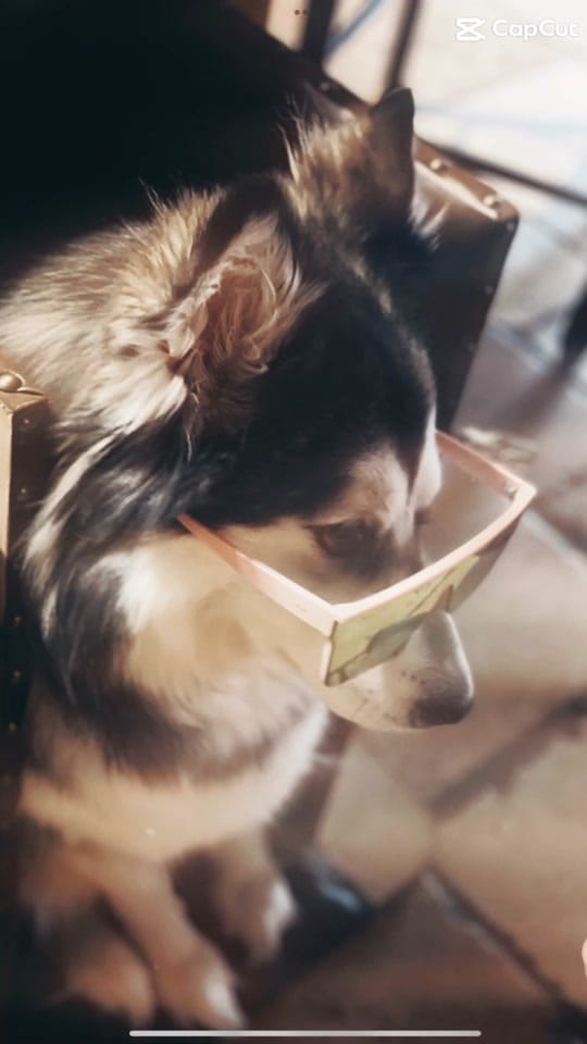 Post 10 by ᢉ𐭩 𝐊𝟎𝐃𝐀 ❤️ 🤍 💙 on TikTok (video)