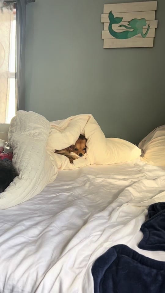 Post 4 by Andrea on TikTok (video)