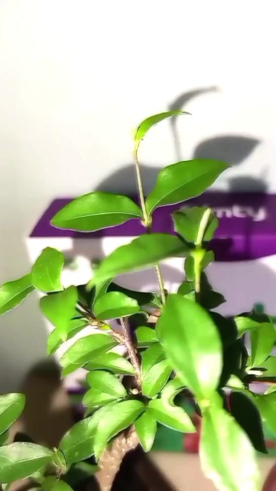 Post 4 by Nona Jingga on TikTok (video)