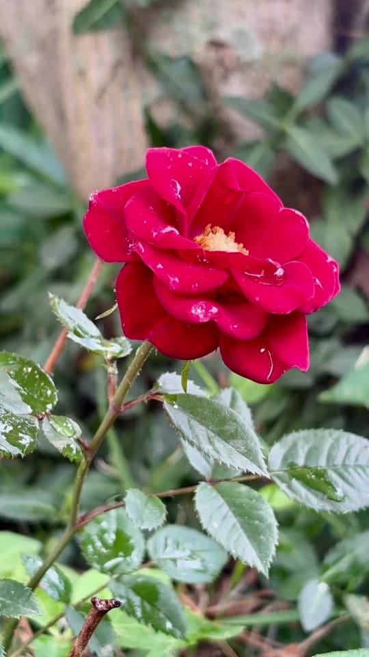 Post 6 by MadisonMoody1975 on TikTok (video)