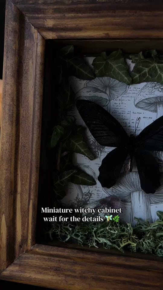 Post 6 by Lizz | Whimsical Oddities 🪲 on TikTok (video)