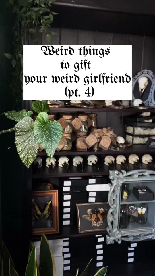 Post 10 by Lizz | Whimsical Oddities 🪲 on TikTok (video)