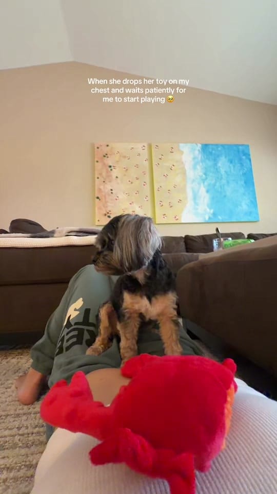 Post 7 by Amanda Siegel on TikTok (video)