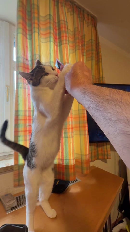 Post 6 by Line Afshar 🐾 ✨ 🐾 ✨ on TikTok (video)