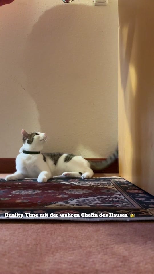 Post 3 by Line Afshar 🐾 ✨ 🐾 ✨ on TikTok (video)