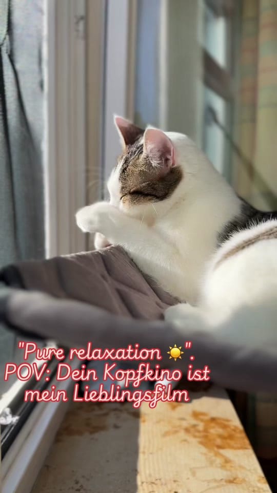 Post 9 by Line Afshar 🐾 ✨ 🐾 ✨ on TikTok (video)