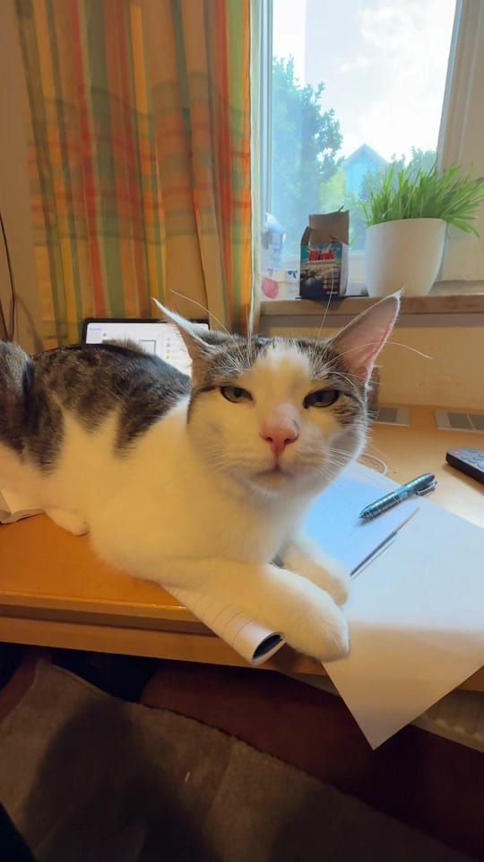 Post 4 by Line Afshar 🐾 ✨ 🐾 ✨ on TikTok (video)