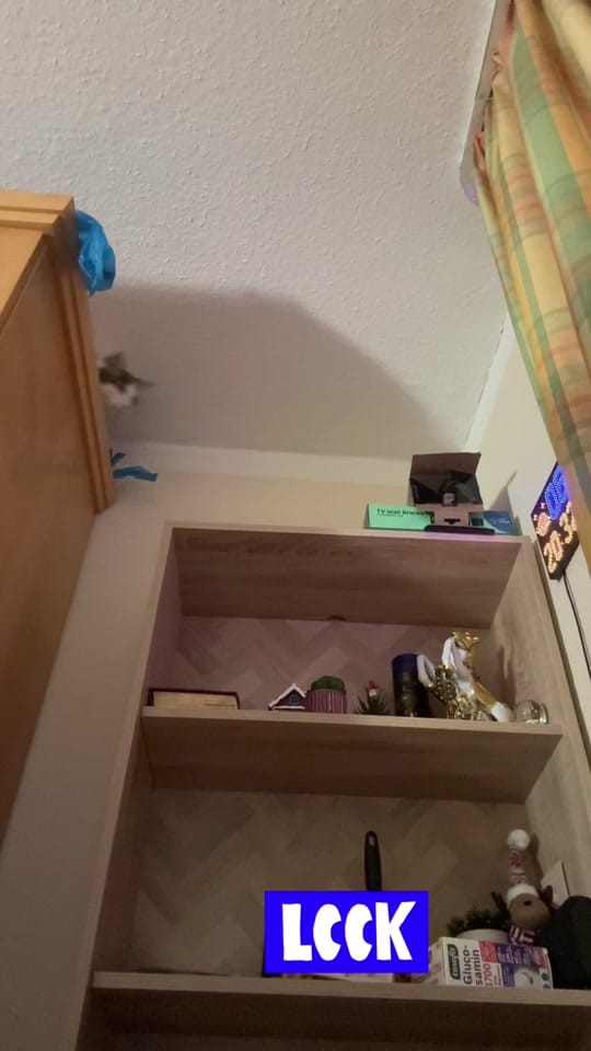 Post 8 by Line Afshar 🐾 ✨ 🐾 ✨ on TikTok (video)