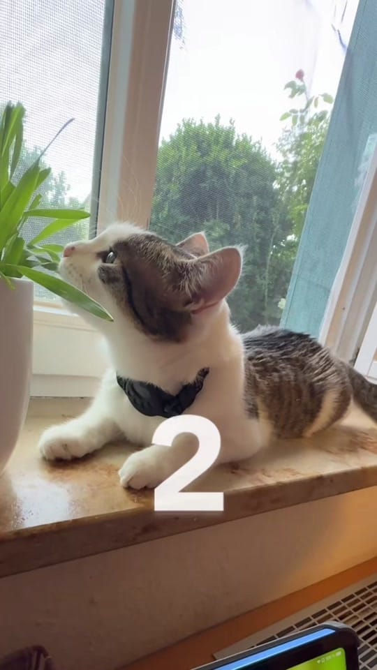 Post 5 by Line Afshar 🐾 ✨ 🐾 ✨ on TikTok (video)