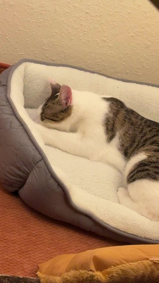 Post 10 by Line Afshar 🐾 ✨ 🐾 ✨ on TikTok (video)