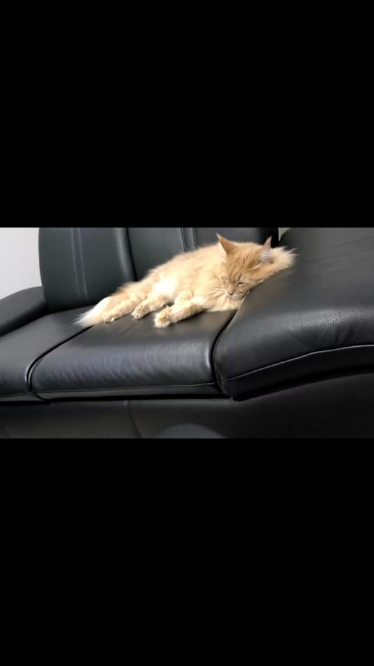 Post 1 by nina&chilli on TikTok (video)