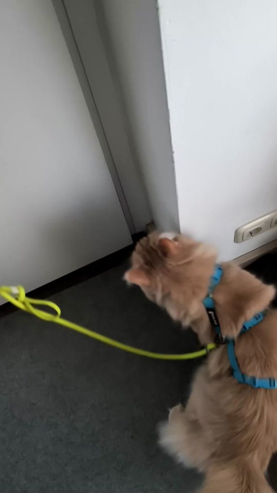 Post 2 by nina&chilli on TikTok (video)