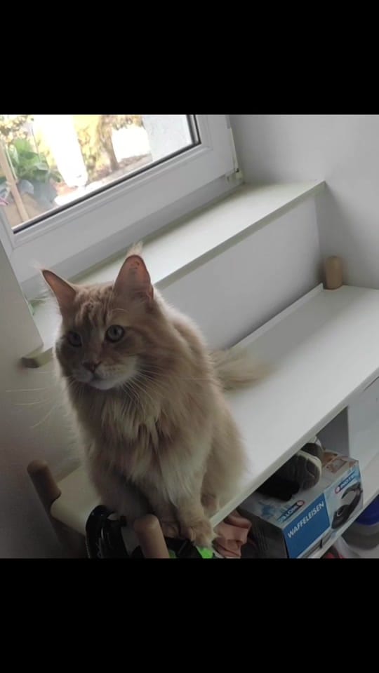 Post 5 by nina&chilli on TikTok (video)