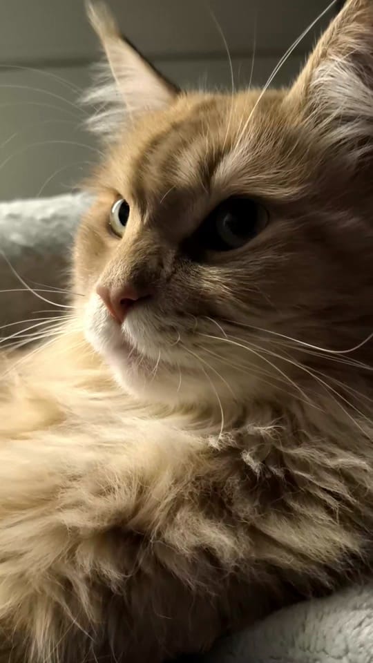 Post 7 by nina&chilli on TikTok (video)