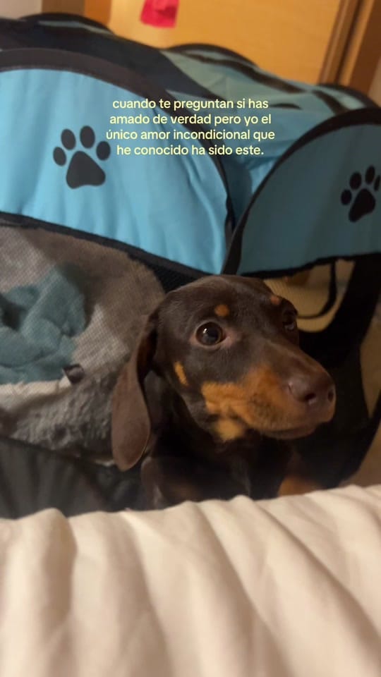 Post 7 by Nerea Zamora on TikTok (video)