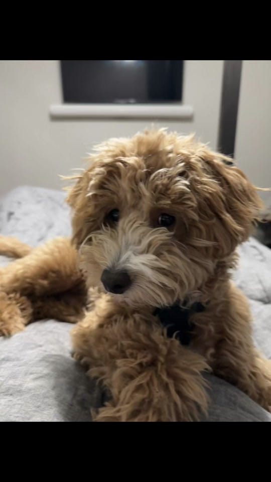 Post 3 by Kevin on TikTok (video)