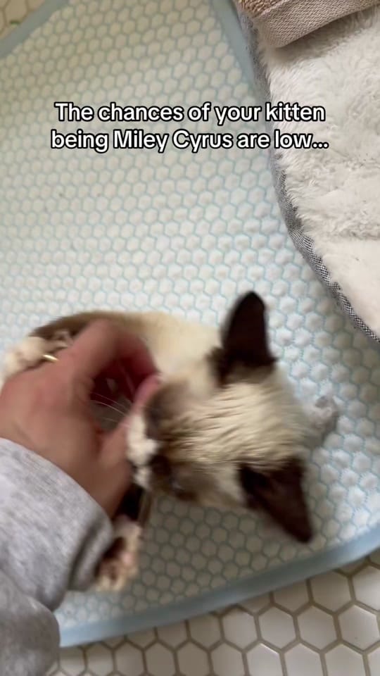 Post 3 by Sarahsoch on TikTok (video)
