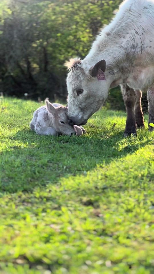 Post 7 by Ali | Three Chicks Farm on TikTok (video)