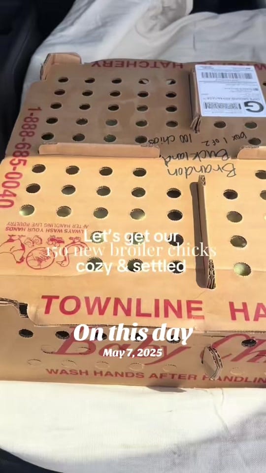 Post 3 by Ali | Three Chicks Farm on TikTok (video)