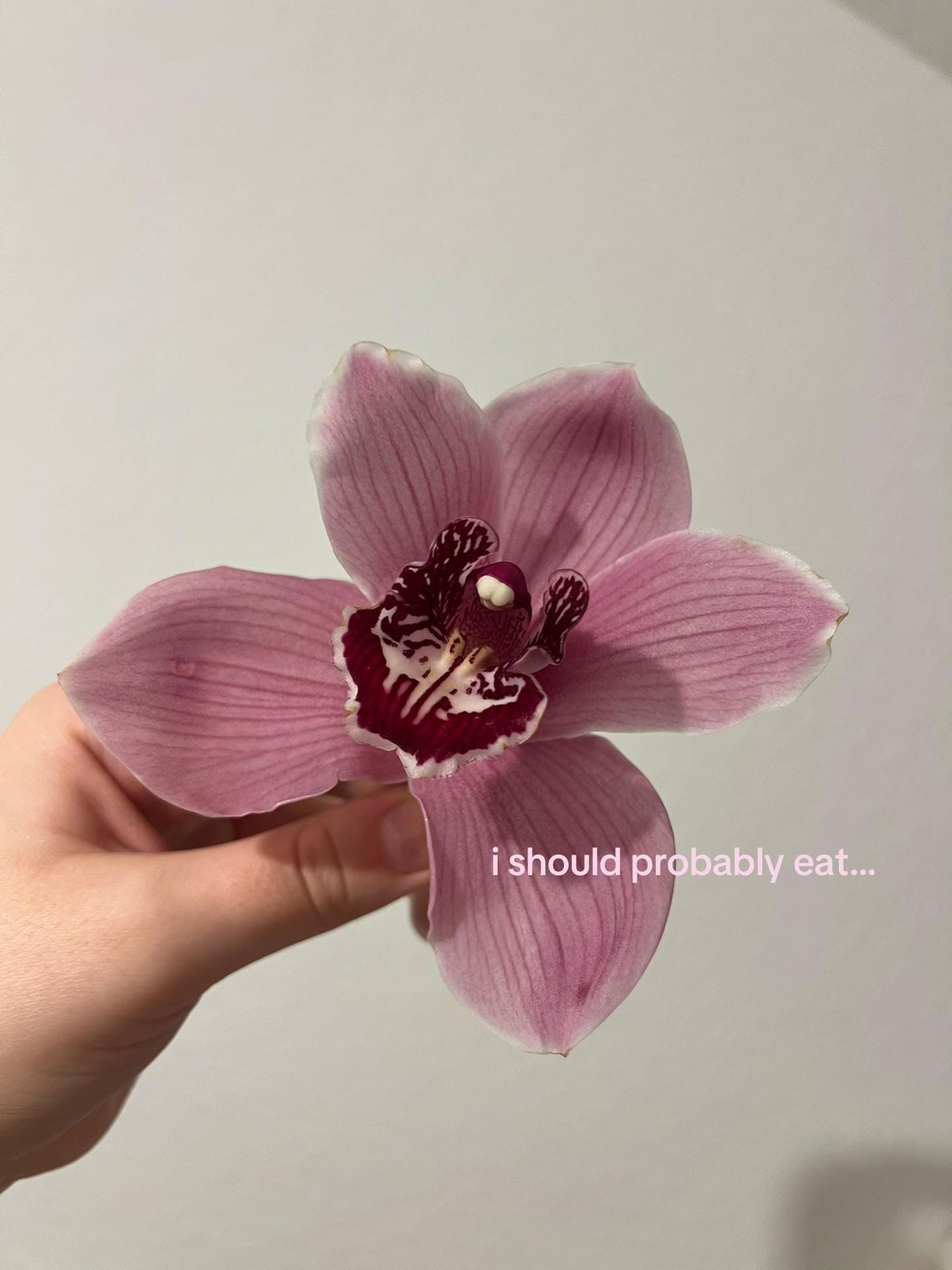 Post 4 by how to feel like a princess on TikTok (video)